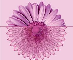 OTTOBRE ROSA  IL MESE DELLA PREVENZIONE DEL TUMORE AL SENO